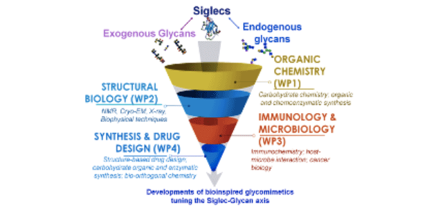 Immagine relativa al contenuto Il Dipartimento federiciano di Scienze Chimiche ospita il progetto 'Glytunes'