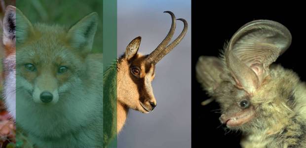 Immagine relativa al contenuto 'Mammiferi in Italia tra specie, conflitti e soluzioni'
