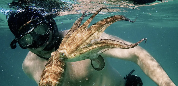 Immagine relativa al contenuto 'My Octopus Teacher' al cineforum del CLA