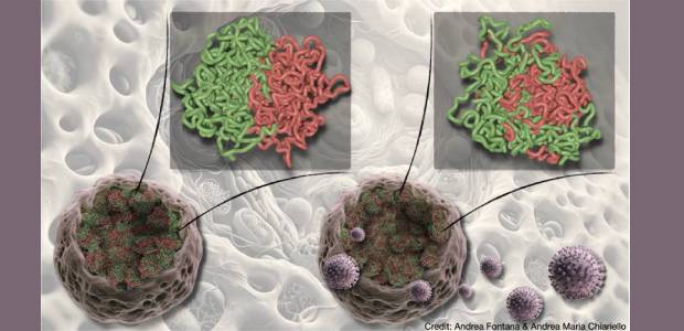 Immagine relativa al contenuto Come il virus SARS-CoV-2 altera la struttura del nostro genoma