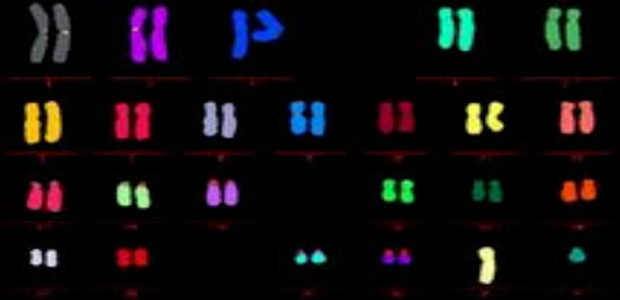 Immagine relativa al contenuto Corso di Perfezionamento in Citogenetica e Citogenomica