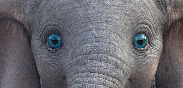 Immagine relativa al contenuto Dumbo, la proiezione natalizia del CLA