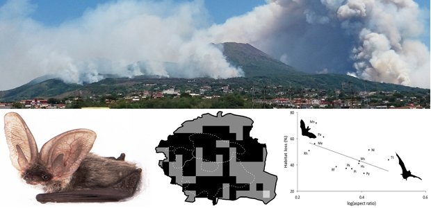 Immagine relativa al contenuto Effetti ecologici sulla fauna dell'incendio che ha colpito il Vesuvio nel 2017