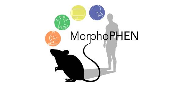 Immagine relativa al contenuto Parte il master MorphoPHEN