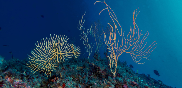 Immagine relativa al contenuto European Marine Biology Symposium (EMBS) 2024