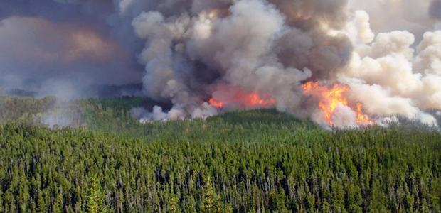 Immagine relativa al contenuto 'Forest diturbances under climate change'