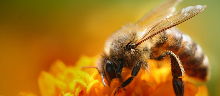 Immagine relativa al contenuto Gestione igienico sanitaria degli apiari per l'ambiente e la biodiversità