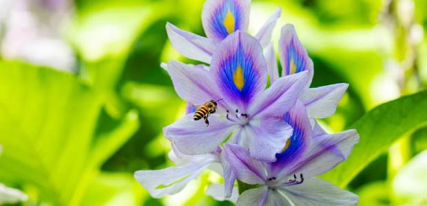 Immagine relativa al contenuto Giornata Mondiale della Biodiversità 2025