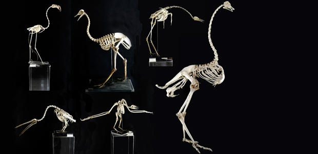 Immagine relativa al contenuto Nuova esposizione al Museo Zoologico