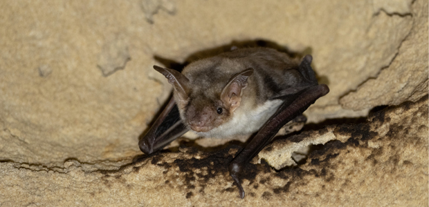 Immagine relativa al contenuto I pipistrelli imitano i calabroni per tenere alla larga i predatori
