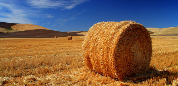 Immagine relativa al contenuto L'agricoltura nel mondo che verrà: nuovi scenari nuove politiche nuovi strumenti