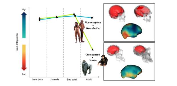 Immagine relativa al contenuto L'eterna giovinezza del cervello dei sapiens, e non solo loro