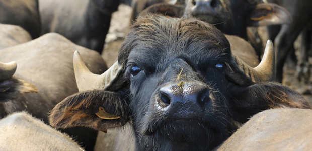Immagine relativa al contenuto Laurea Magistrale in Precision Livestock Farming