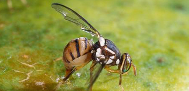Immagine relativa al contenuto MicroRNA e determinazione del sesso maschile in insetti dannosi