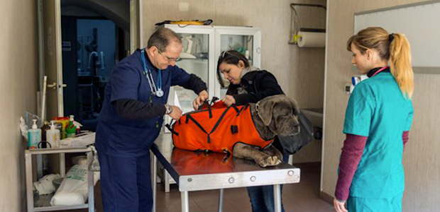 Immagine relativa al contenuto OVUD - Ospedale Veterinario Didattico Universitario