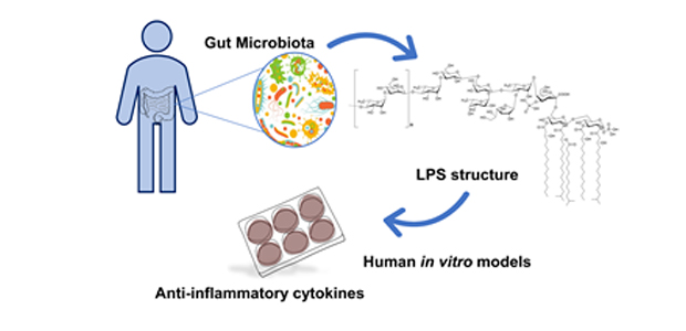 Immagine relativa al contenuto Parete cellulare dei batteri Gram-negativi del microbioma intestinale