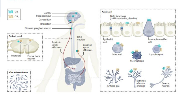 Immagine relativa al contenuto Il sistema endocannabinoide per il trattamento del dolore addominale nella IBS