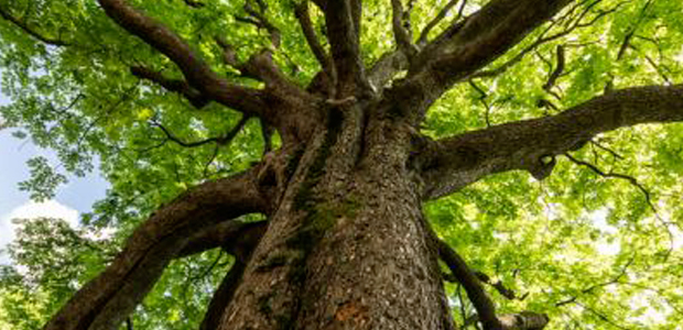 Immagine relativa al contenuto VII edizione della Festa dell'Albero al Real Orto Botanico di via Foria