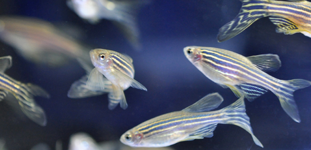 Immagine relativa al contenuto Zebrafish as animal model for drug discovery and toxicology