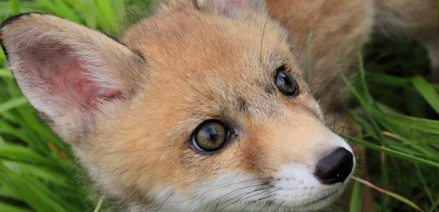 Immagine relativa al contenuto Il Centro di Recupero Animali Selvatici di Napoli (C.R.A.S.)