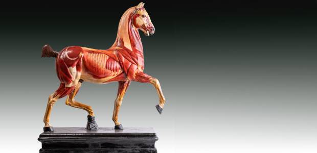 Immagine relativa al contenuto Restaurata al MAVet, la collezione cavalli Max Landsberg federiciana