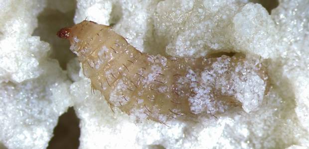 Immagine relativa al contenuto Le larve di mosca soldato nera possono contribuire al riciclo delle plastiche