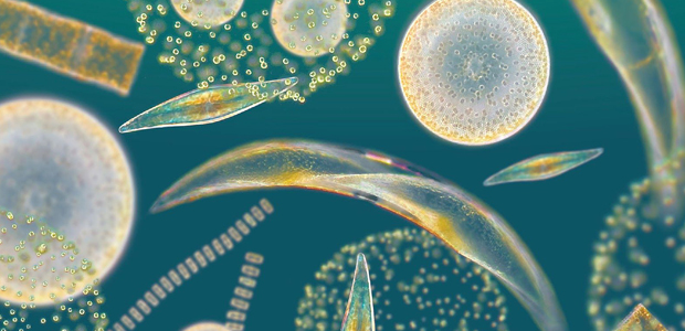 Immagine relativa al contenuto 'Multi-tecniche per lo studio dell'ecologia del fitoplancton'