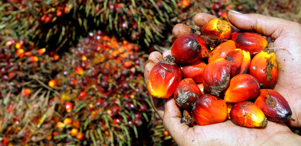 Immagine relativa al contenuto 'Olio di Palma si, olio di Palma no'