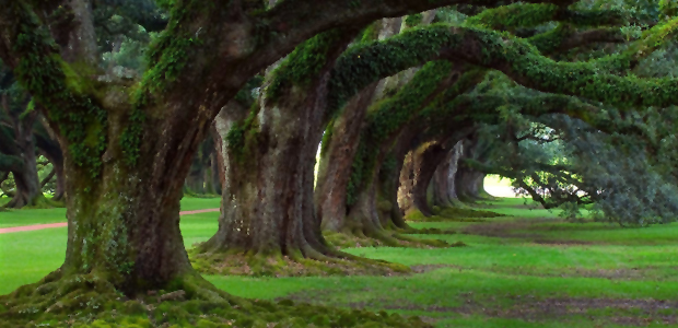 Immagine relativa al contenuto Gli alberi usano l'acqua in modo più efficiente
