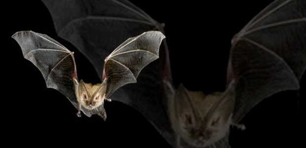 Immagine relativa al contenuto I pipistrelli 'fanno amicizia' anche tra specie diverse