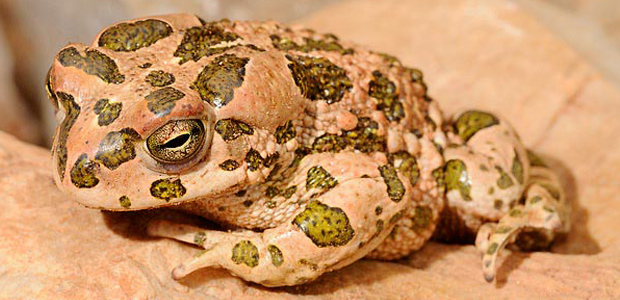 Immagine relativa al contenuto Save the Frogs Day 2016