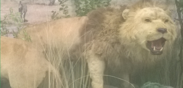 Immagine relativa al contenuto Tesori nascosti: recupero e restauro di reperti storici del Museo Zoologico