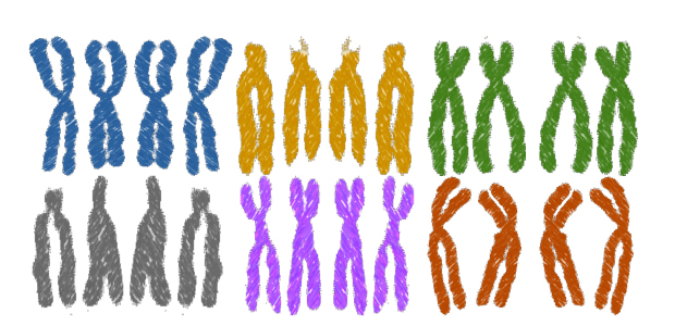 Immagine relativa al contenuto Genomi multipli nelle piante: un modello ne spiega le conseguenze