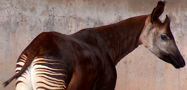Immagine relativa al contenuto Bentornata okapi