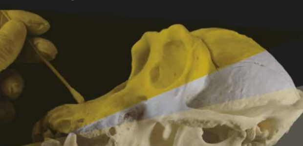 Immagine relativa al contenuto Corso di Perfezionamento in Patologia Forense Veterinaria