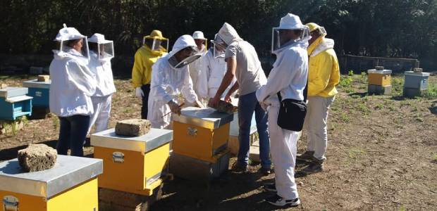 Immagine relativa al contenuto Gestione Igienico-Sanitaria degli apiari a salvaguardia dell'ambiente