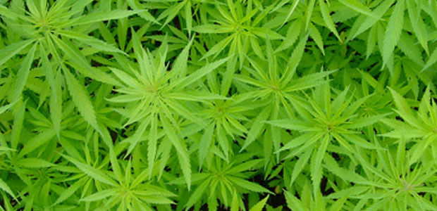Immagine relativa al contenuto Cannabis: le mille facce di una pianta millenaria