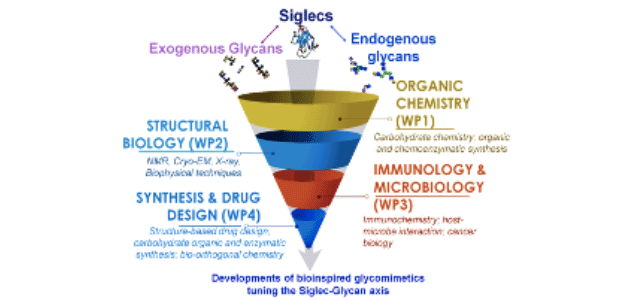 schema di ricerca 