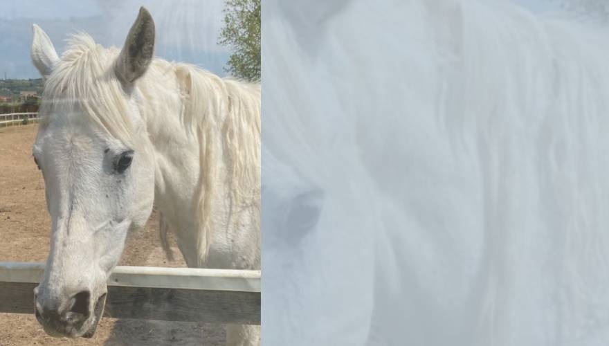 cavallo bianco