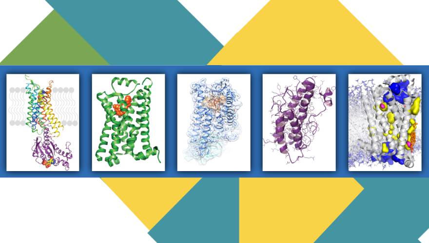 immagini Peptidi Bioattivi