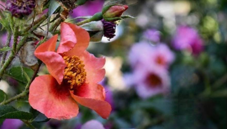 fiore