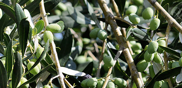olive su albero 