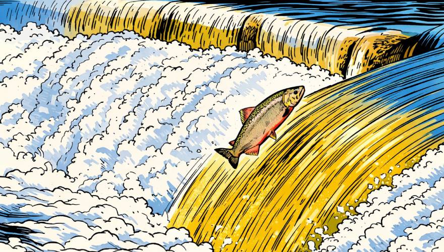 salmone che risale fiume