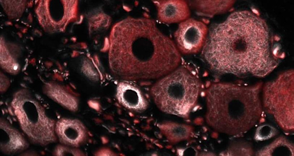 cellule 