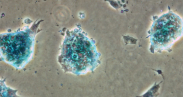 cellule 