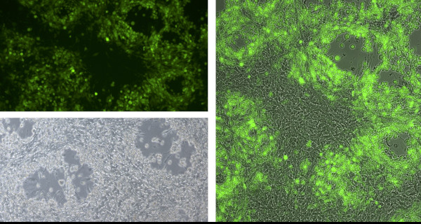 immagini al microscopio 